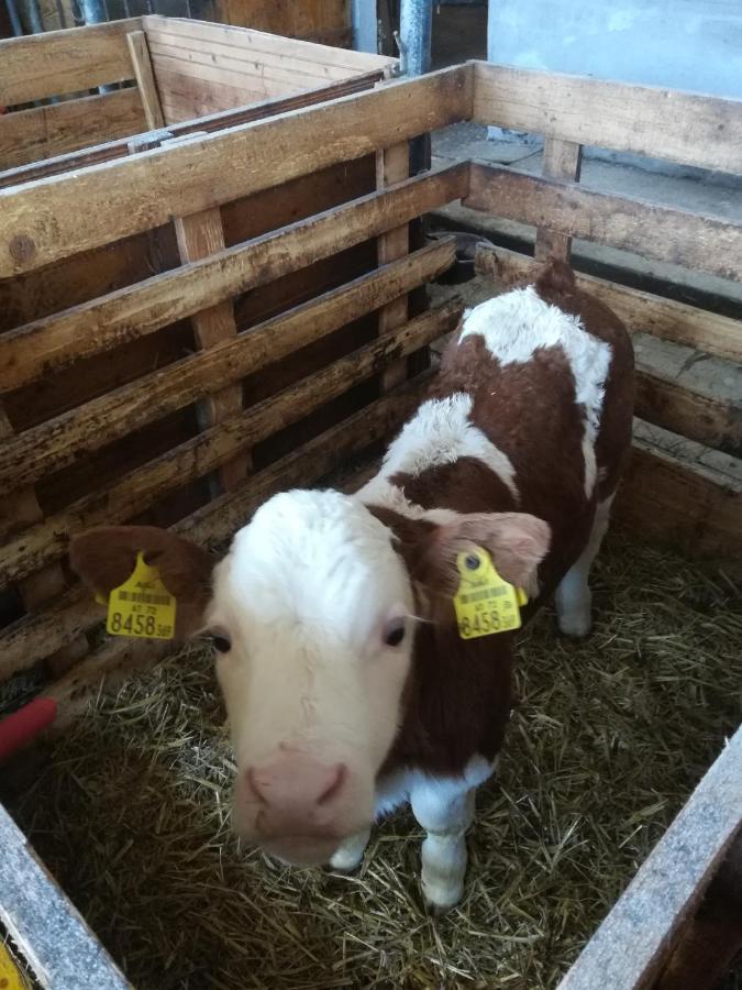 Ferienhof Schaubmeier Klaffer am Hochficht Bagian luar foto